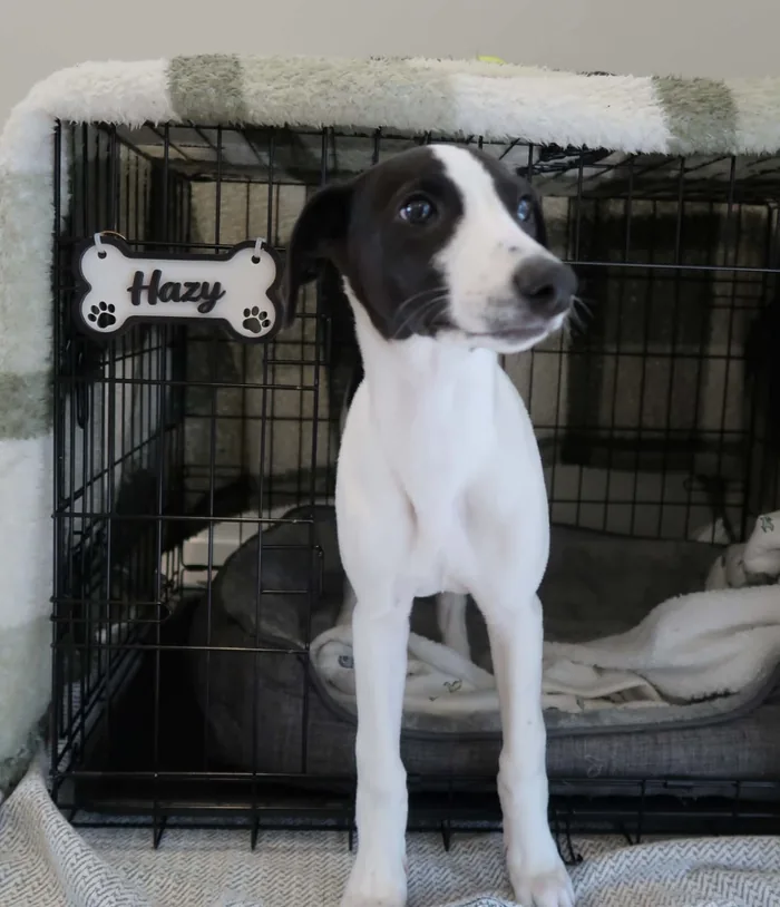 Hazy, Luke's black and white whippet pup.